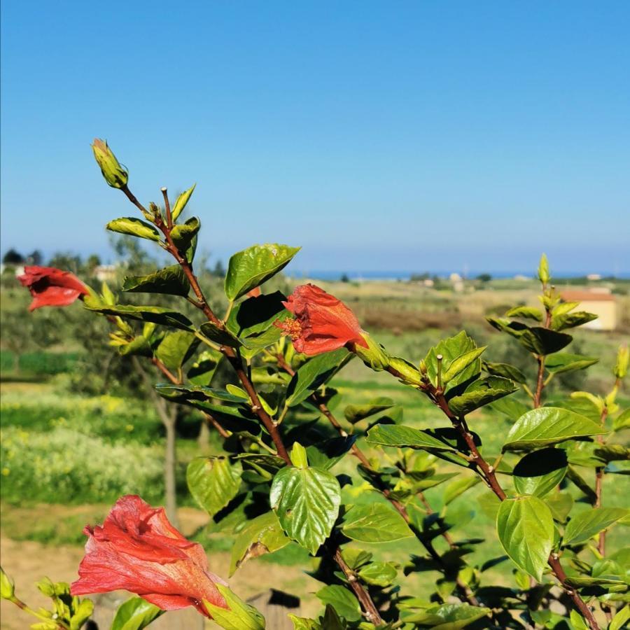 Azienda Agrituristica Baglio Carta باليستراتي المظهر الخارجي الصورة