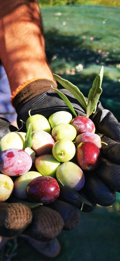 Azienda Agrituristica Baglio Carta باليستراتي المظهر الخارجي الصورة