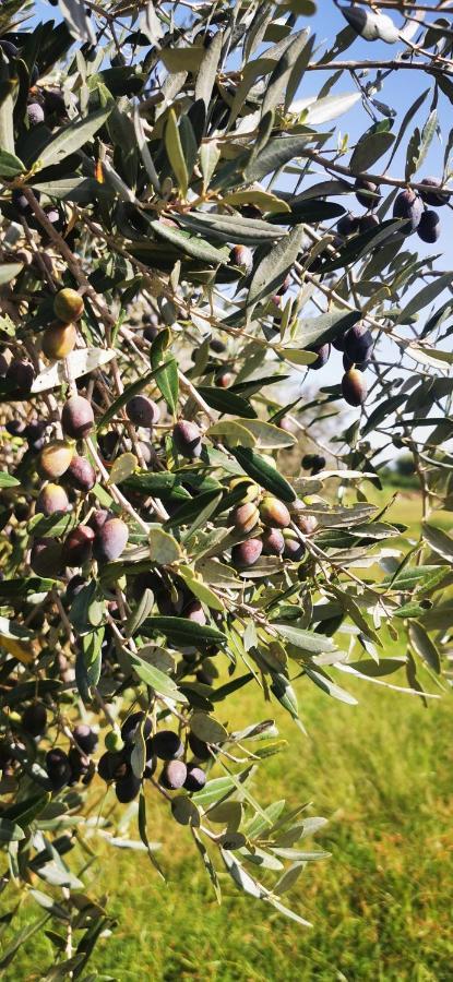 Azienda Agrituristica Baglio Carta باليستراتي المظهر الخارجي الصورة